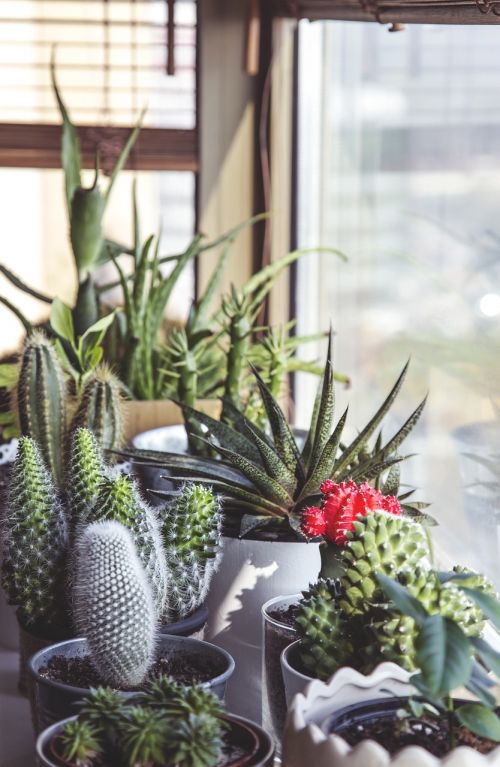 cactus potted pot