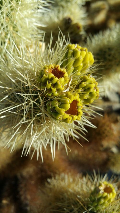 cactus fruit prickly