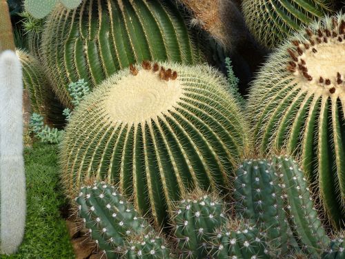 cactus dry nature