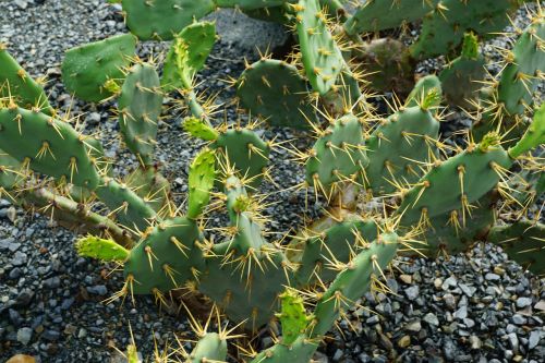 cactus plant nature
