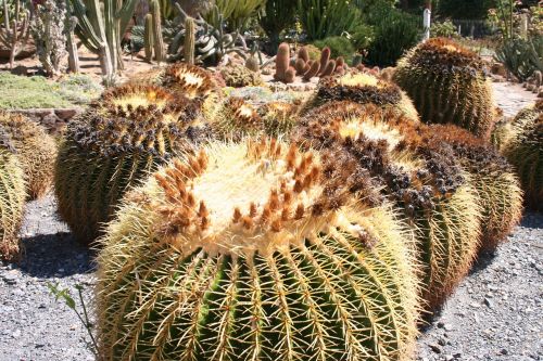 cactus plant garden