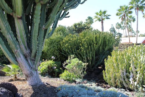 cactus landscape plant