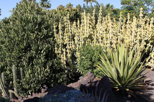 cactus desert landscape