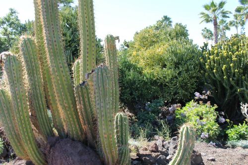 cactus desert landscape