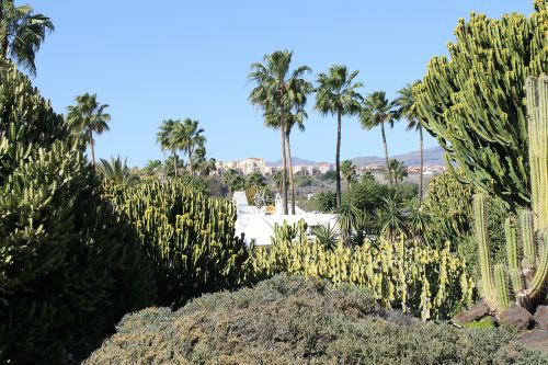 cactus desert landscape