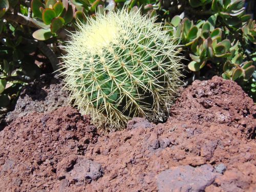 cactus plant spain