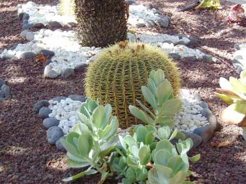 cactus plant spain