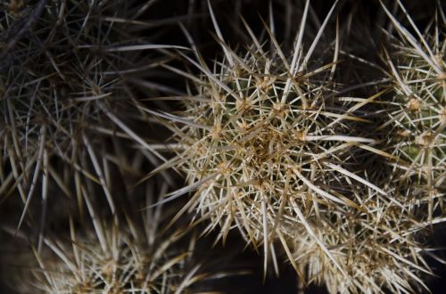 cactus spikes nature