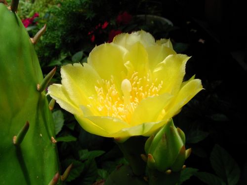 cactus succulent yellow
