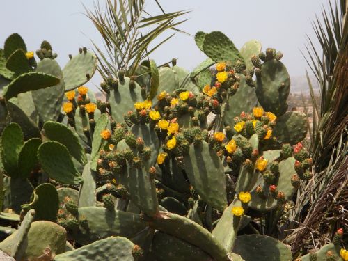 cactus bloom nature