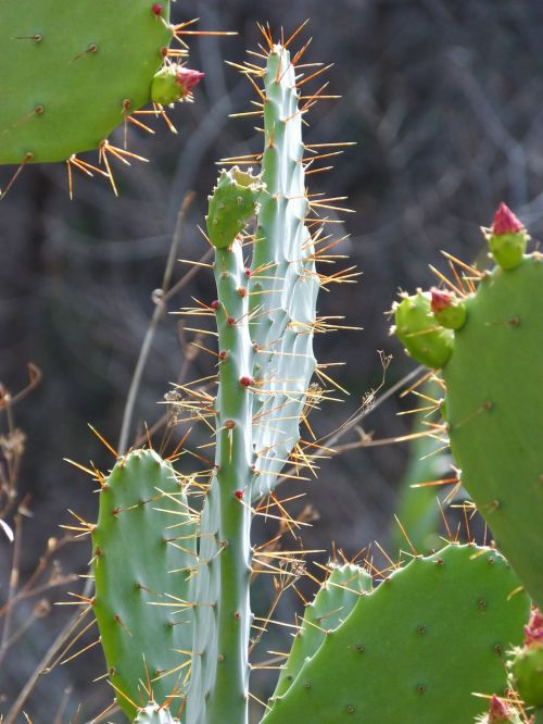 cactus shovels skewers