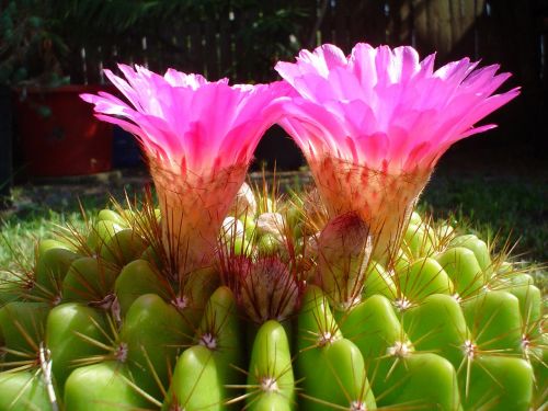 cactus flower garden