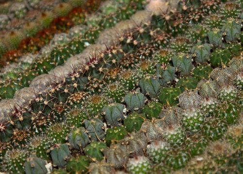 cactus varieties plant