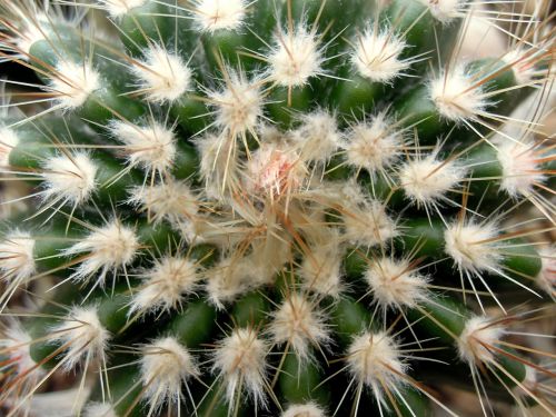 cactus pallokaktus peaks