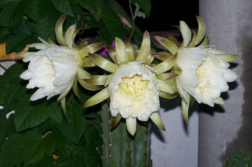 cactus peruvian torch flower