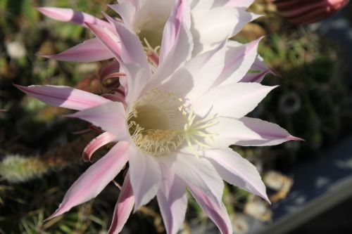cactus queen of the night blossom