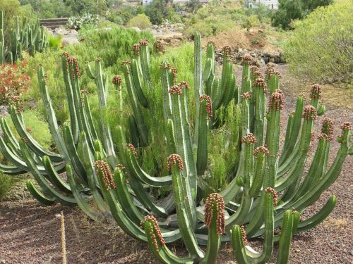 cactus tenerife canary islands