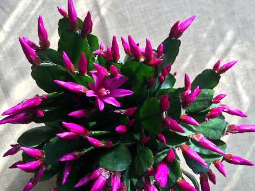 cactus weihnachtskaktus potted plant