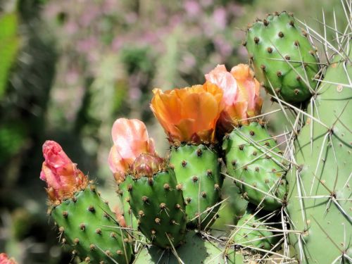 cactus flower opuntia