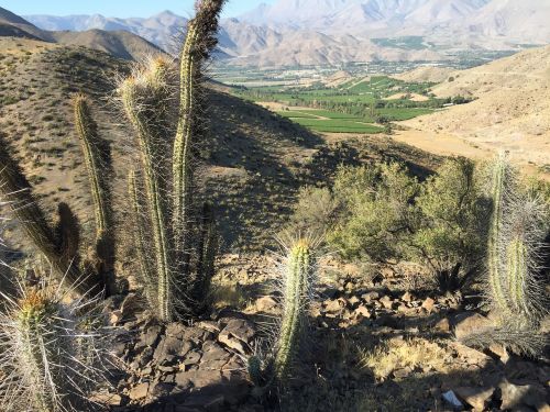 cactus valley landscape