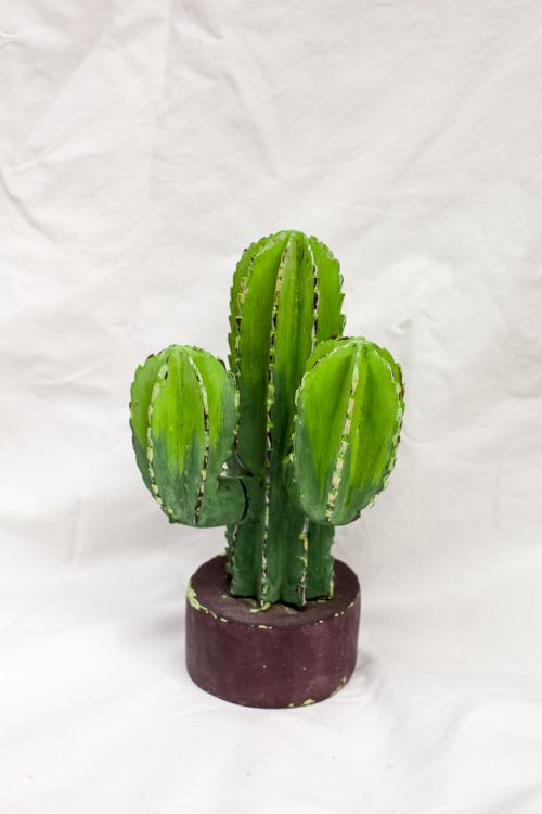 cactus cacti nature