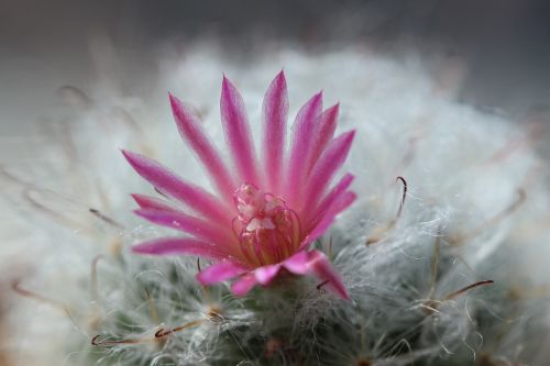 cactus pink flower