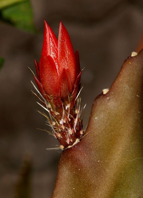 cactus flower close