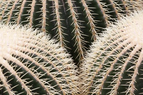 cactus sting prickly