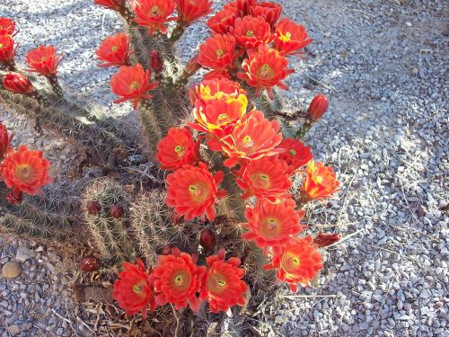 cactus flowers bloom