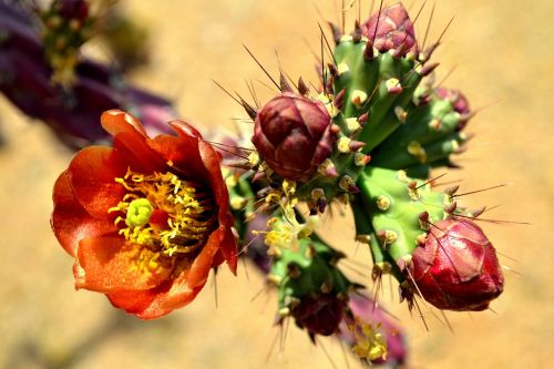 cactus desert arizona