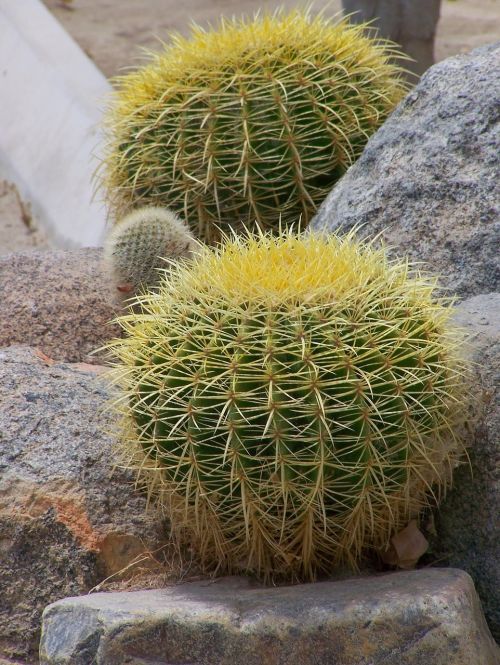 cactus green thorns