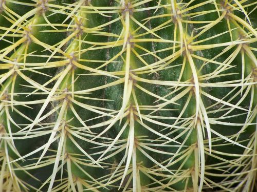 cactus green thorns