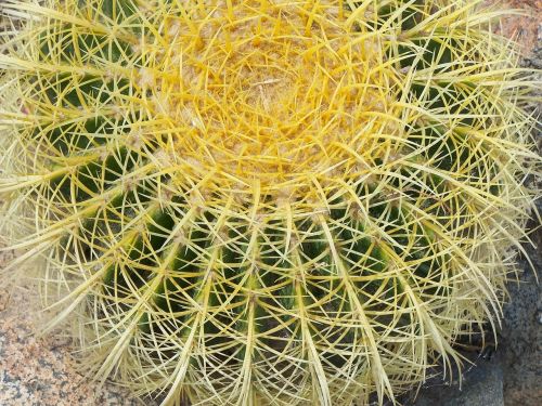 cactus green thorns