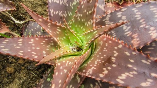 cactus plant floral