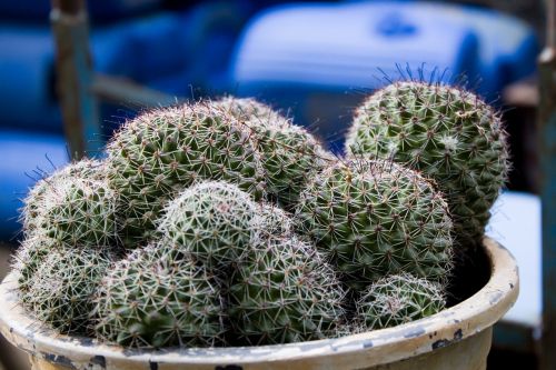 cactus thorns succulent