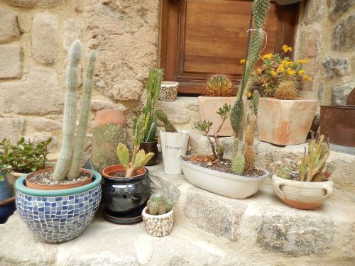 cactus plants nature
