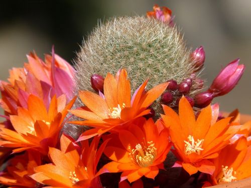 cactus florir cactus flower