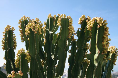 cactus flowers flora