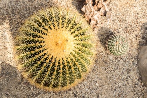 cactus sting plant