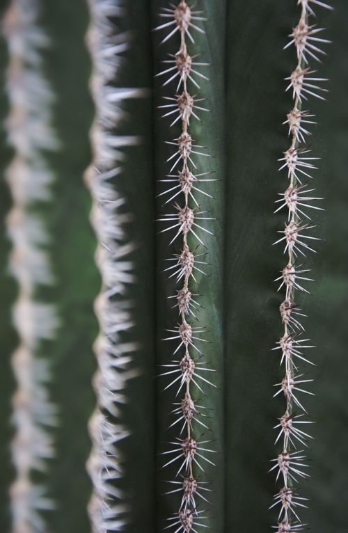cactus spur flora