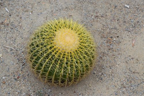 cactus succulents garden