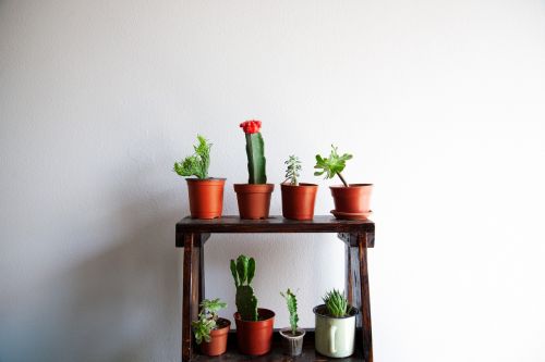 cactus succulent indoor