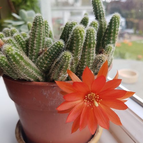 cactus flower red