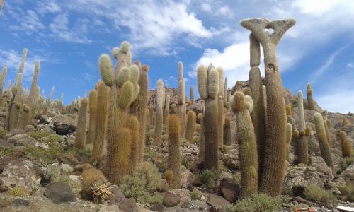 cactus bolivia uyuni