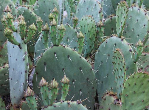 cactus cacti southwest