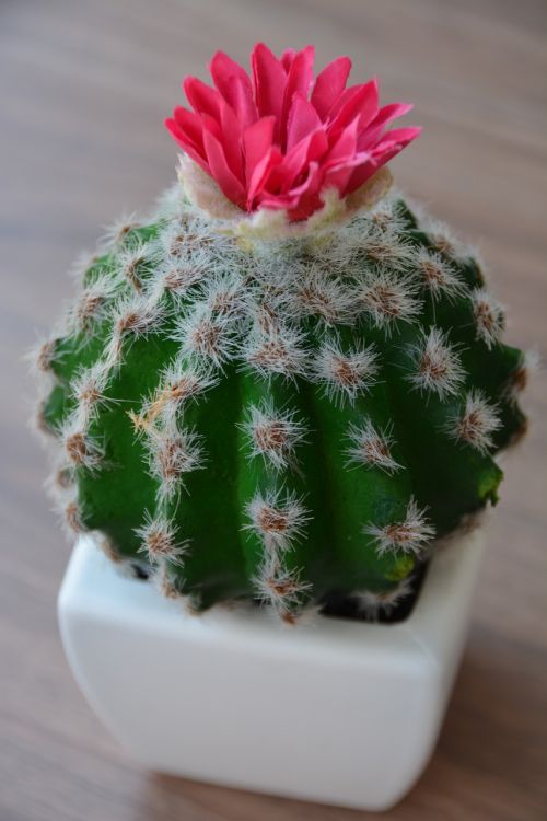 cactus flower bloom
