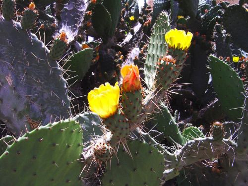 cactus plants nature