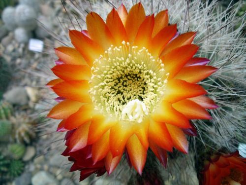 cactus flower blooming cactus