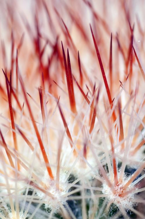 cactus colic flower