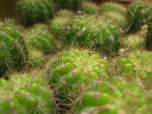 cactus cactus spines succulent